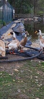 Indický bežec srnčí sedlatý