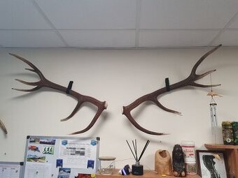 Zhody, jelenie parohy