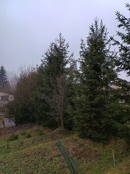 Vianočný stromček - smrek.