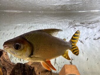 Semaprochilodus teaniurus 25cm