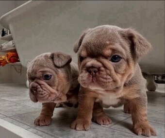 Zdravé šteniatka francúzskeho buldočka hľadajú domov.