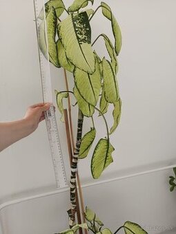 Difenbachia - dieffenbachia -