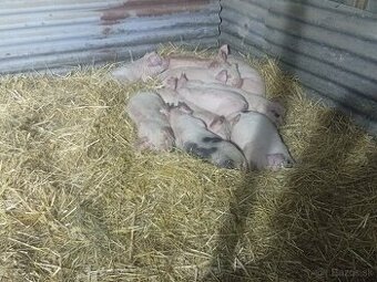 Predám odstavčata 20-25kg