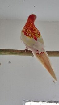 Rozela pestrá lutina a zltohlava rubinova