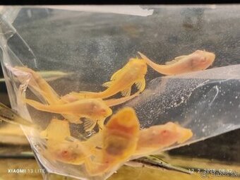 L165 albino Gibbiceps Pleco 6+cm