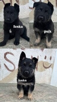 Nemecký ovčiak šteniatka