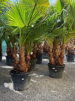 Washingtonia robusta