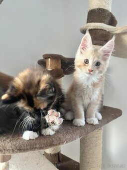 maciatko maine coon sPP