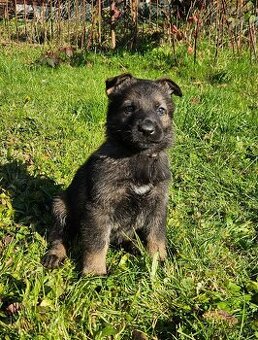 nemecký ovčiak šteniatka