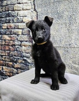 nemecký ovčiak šteniatka