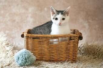 ❤ Barney - milučký, zlatý, nekonečne hravý