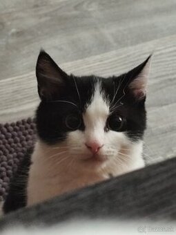 Darujem približne 6-mesačného kocúrika