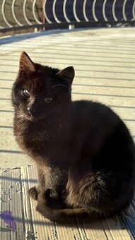 Mačiatko hľadá domov