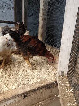 Predám mladé kohúty