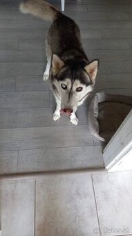 Darujem fenku sibirskeho huskyho