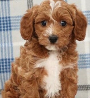 Kúpime šteniatko CAVAPOO