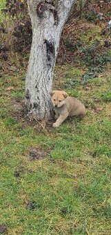 Šteniatka zlaty retriever x nemecky ovčiak