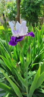 Sadenice Iris / Kosatec dvojfarebný