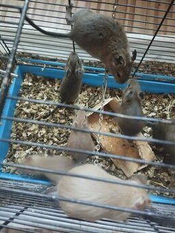Osmak degu