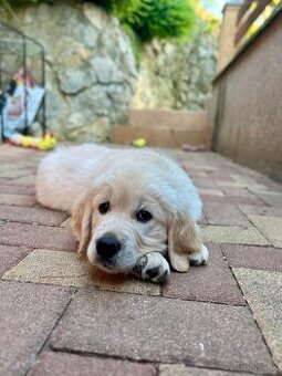 Zlatý retriever - voľná fenka, šteniatko s preukazom pôvodu