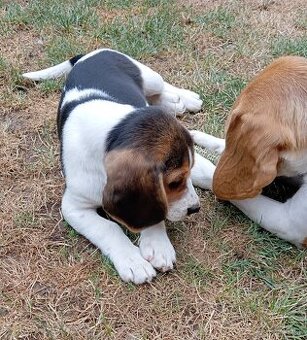 Predaj Beagle Tricolor
