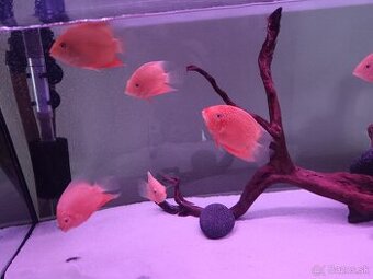 Heros Red spod