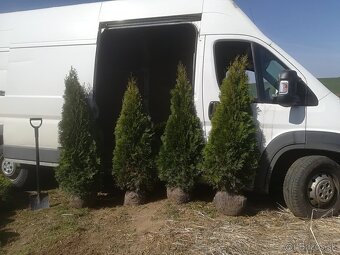 Tuja Smaragd, vavrínovec, červienka, gaštan - Námestovo - 1