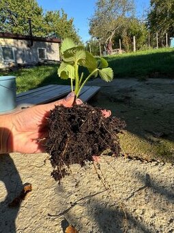 Sadenice mara de bois - ťahavé vysiace jahody