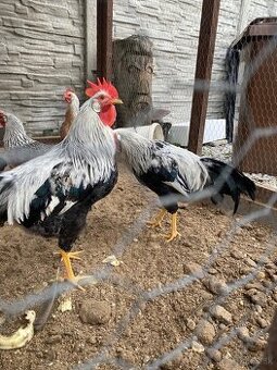 Predám mladého kohúta Vlaška striebrokrká