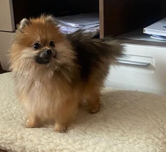 Predám fenku pomeraniana bez PP