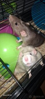 Darujem potkany + klietka