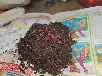 Predam Kalifornské Dážďovky 350ks len za 10€