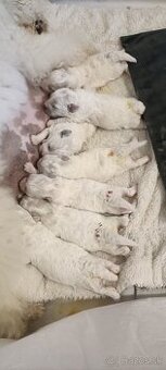 Bichon frise (bišonik) šteniatko s PP