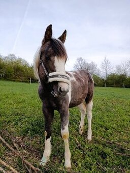 Ročná kobylka arab/painthorse