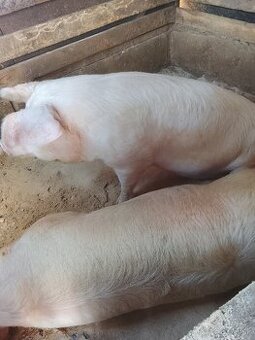 Ponúkam na predaj alebo vymením za maleho bycka