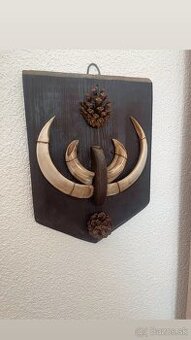 Trofej ,diviak ,kly ,trofeje