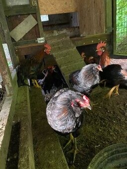 Araucana a vlaska