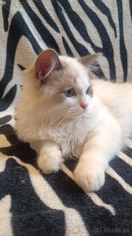 Kocúrik Ragdoll