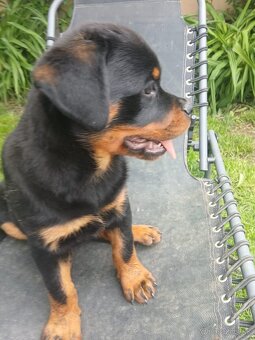 Rotvajler, rtw, rottweiler