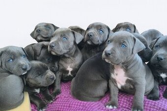 Amstaff šteniatka -verný modrý priatelia