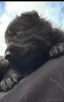 Nemecký ovčiak - šteniatka