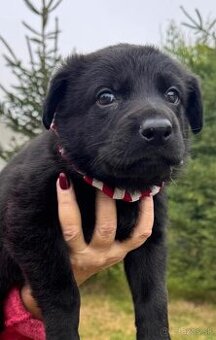 Nemecký ovčiak - šteniatka