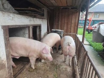 Predám jatočné prasatá