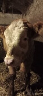Predám býka Simental a jalovicu SS
