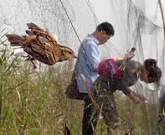 Siet na odchyt uletenych vtakov z volier