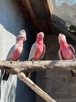 Kakadu ružový 1.0 2025