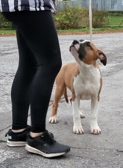 Americky Stafordsirsky Terier s PP