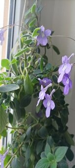 Streptocarpella Saxorum (Konžská fialka) Eucodonia