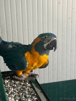 Ara glaucogularis ara modrokrká