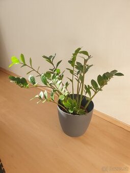 Zamiokulkas (ZZ plant) – dospelá, zdravá rastlina, cca 60 cm